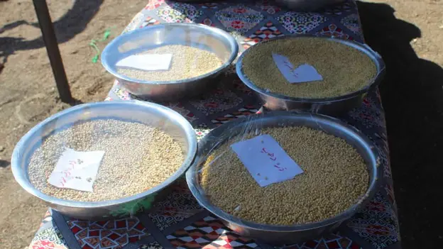Different types of sorghum
