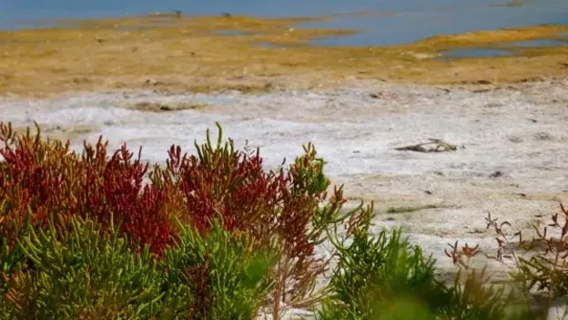 Plants in a desert
