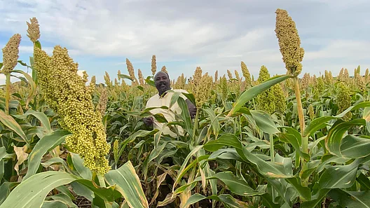 Tilal Abdelhalim in Sorghum field