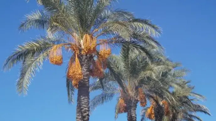 Image Palm Tree