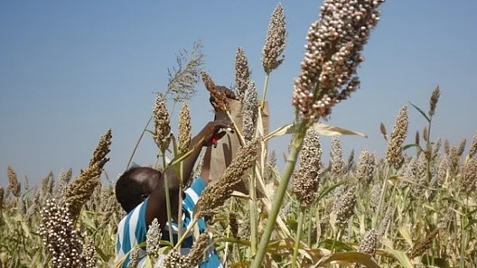 AGYA member Tilal Abdelhalim harvesting sorghum plants
