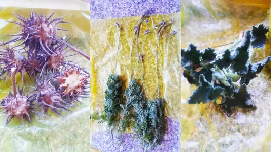 A Plant Collection