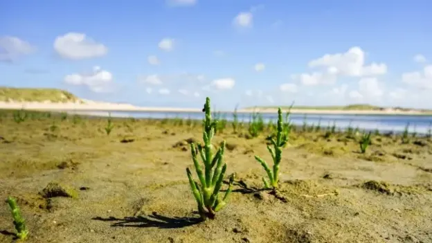 Plants in a desert
